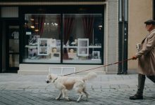 dog-walking-tips-in-large-cities-–-a-full-guide