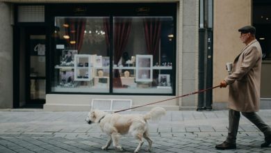 dog-walking-tips-in-large-cities-–-a-full-guide
